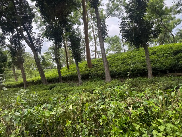 IMG_0228.jpeg