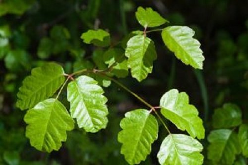 poison-oak.jpg