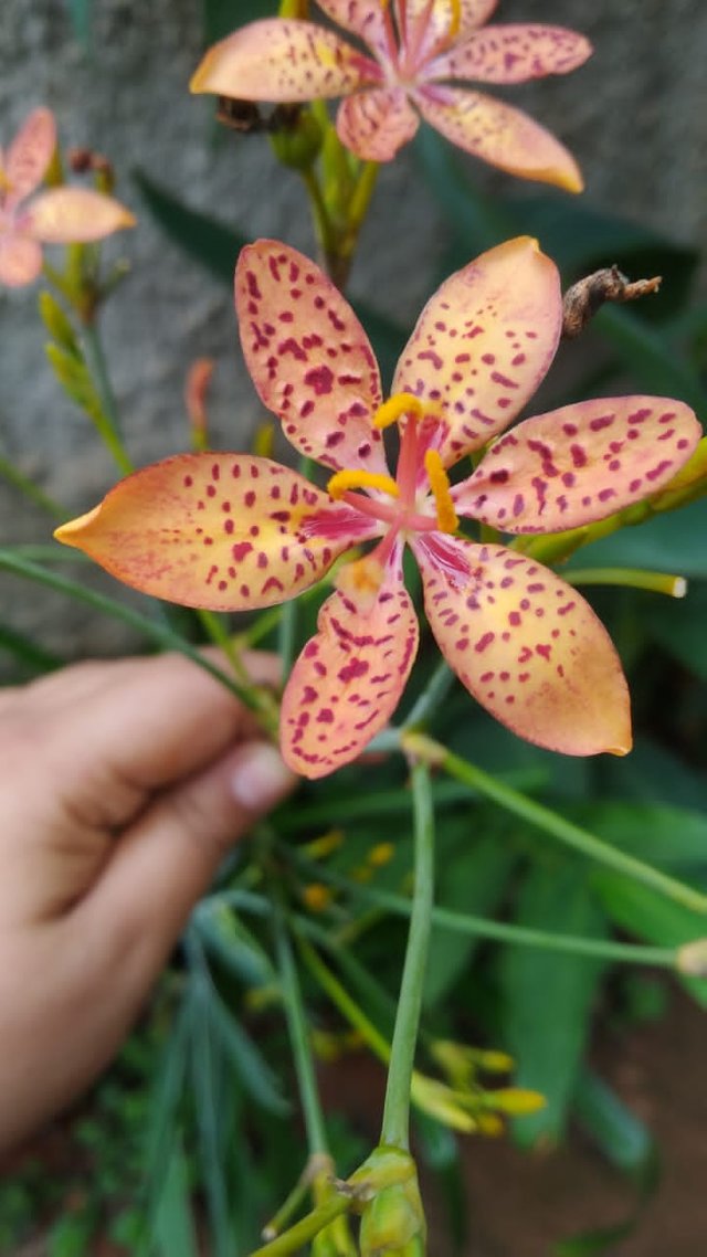 orquidea naranja.jpg