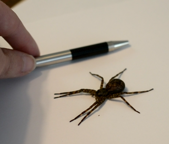 Fishing Spider and pen.PNG