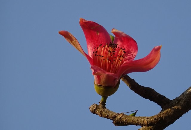 flower-2079584_1920.jpg