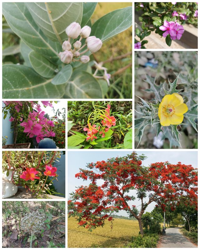 Collage_20250825_055242.jpg
