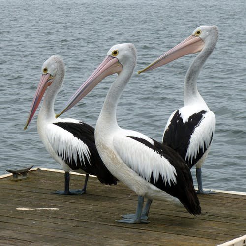 pelicans-pelican-water-bird-australian-pelican-61157.jpeg