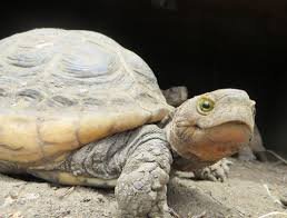 tort.jpeg