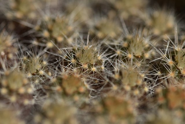Notocactus mueller-melchersii babies 4.jpg