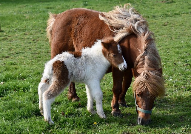 shetland-ponies-7091959_1280.jpg