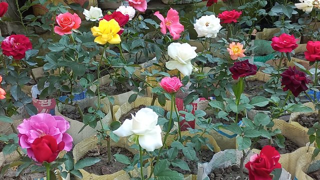 20241203_145228.jpg