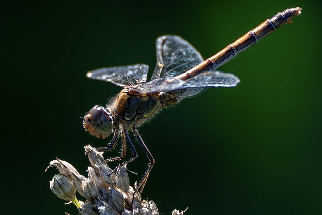 dragon-fly-8243308_1280.jpg