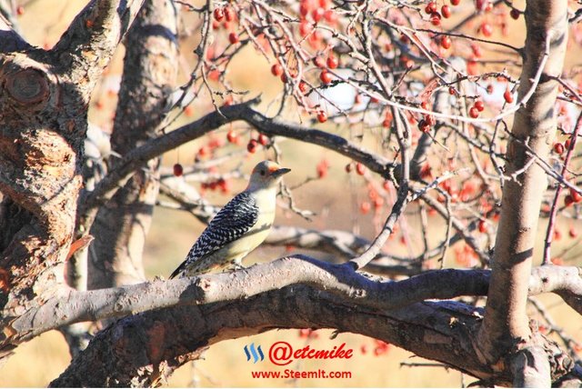Red-bellied Woodpecker PFW65.jpg