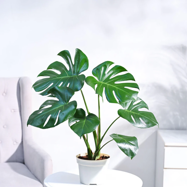 Monstera.png