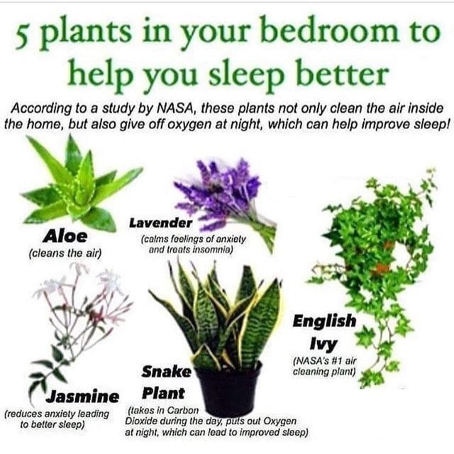 Five Plants To Help You Sleep Better Steemit
