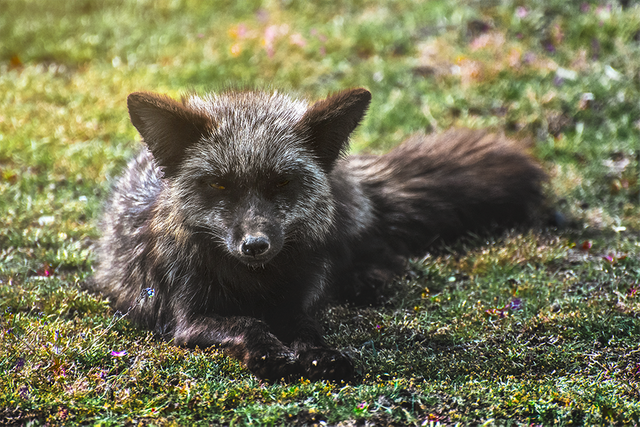 crimsonclad-black-fox6.png