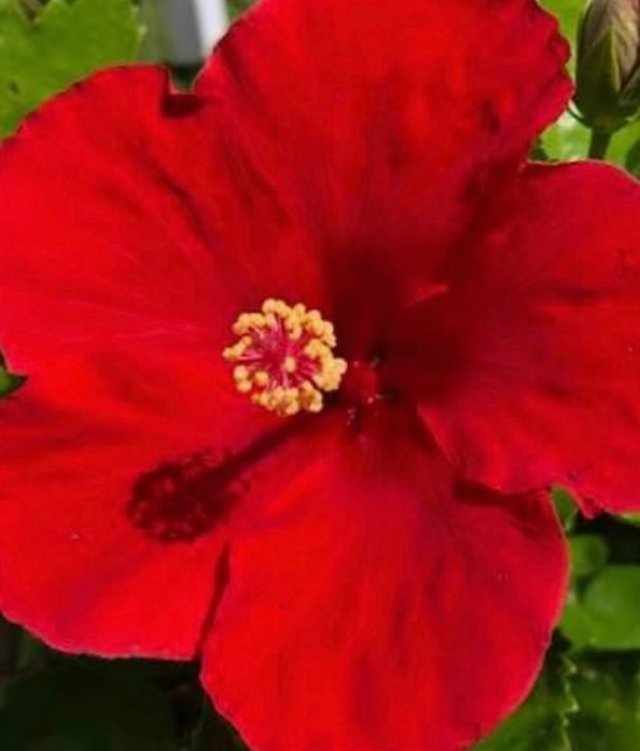 IMG_4811.jpeg