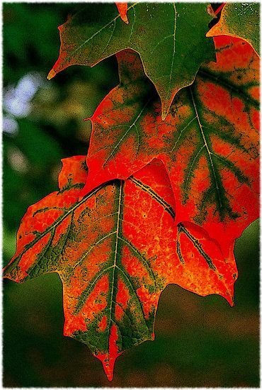 red and green leaves.jpg