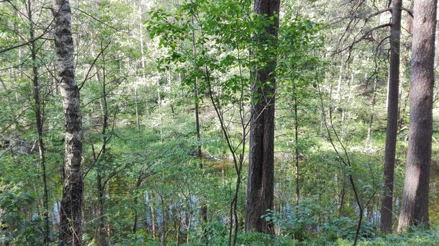 IMG_20180527_172514.jpg