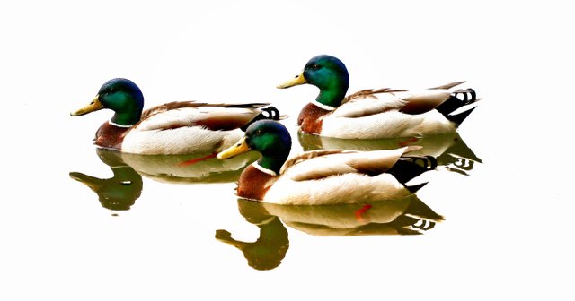 ducks-5159782.jpg