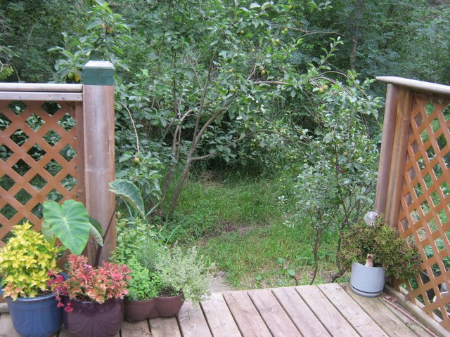 coleus taro and herb pot on deck by apple tree.JPG