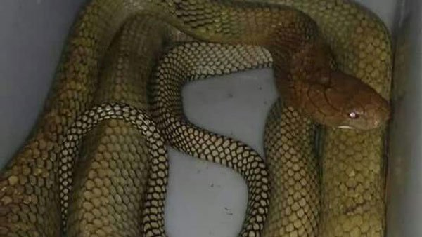 ular-kobra.jpg