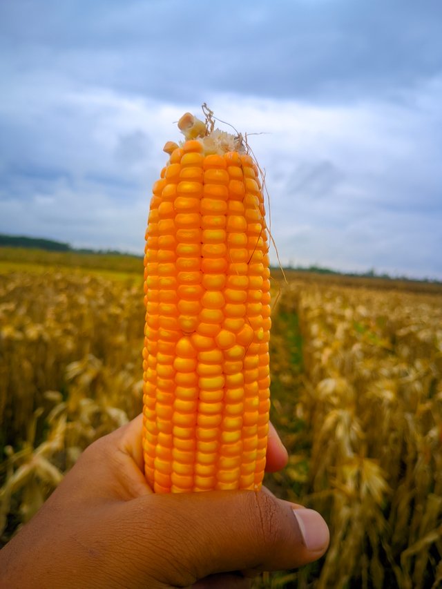 1000015245.jpg