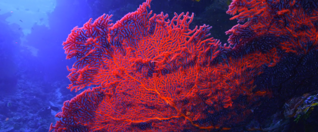 corais16.PNG