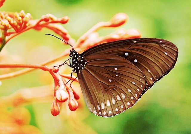striped-core-butterflies-butterfly-brown-53957-01.jpeg