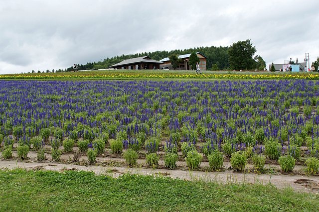 Japan-Hokkaido12802-974.jpg