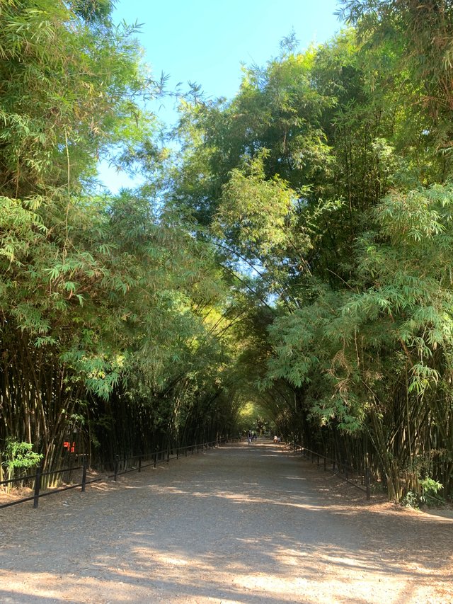 Bamboo Tunnel23.jpg