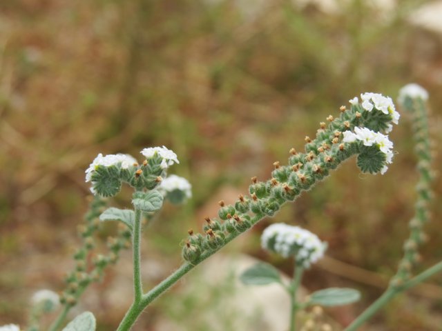 Heliotropium europaeum.JPG