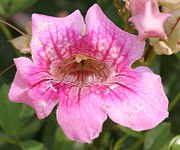 Podranea_ricasoliana_(Pink_Trumpet_Vine)_in_Hyderabad_W2_IMG_5684.jpg