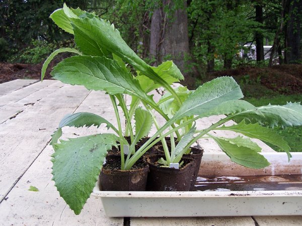 Artichokes crop May 2018.jpg