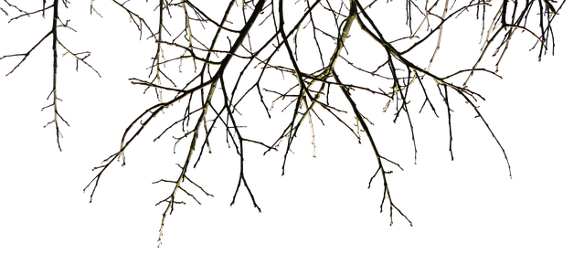 branches-2740419_640 (1).png