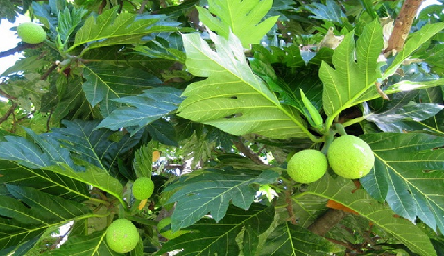 the appearance of young breadfruit while still in the tree.png