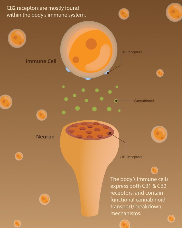 Endo Immune Swipe 2.jpg