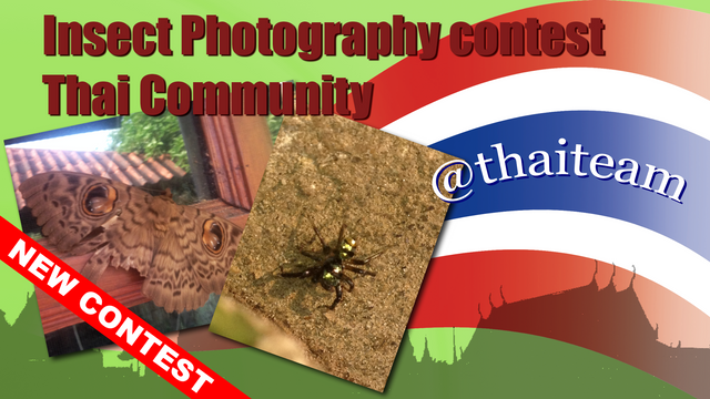 Insect Photography Contest.png