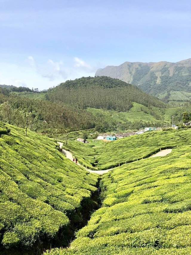 Munnar, Kerala..jpg