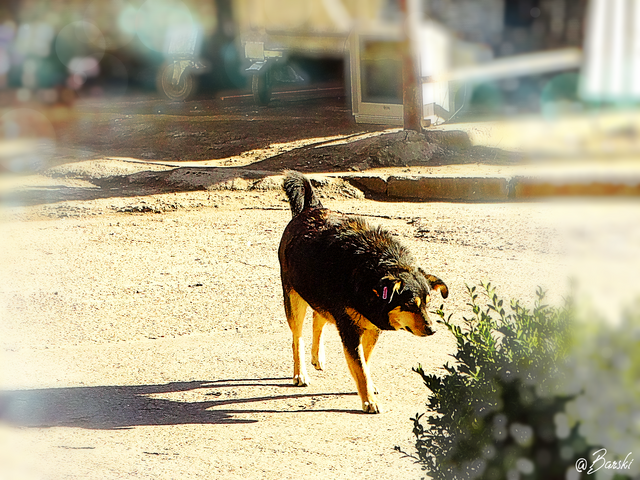 DSC00396.png