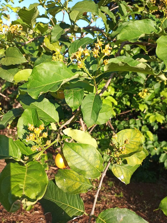 Frutas en el árbol 2.jpg