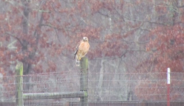 20120111 Doyle Tennessee incl Visit with Emily 088 - Beautiful hawk on the fence- detail3.jpg