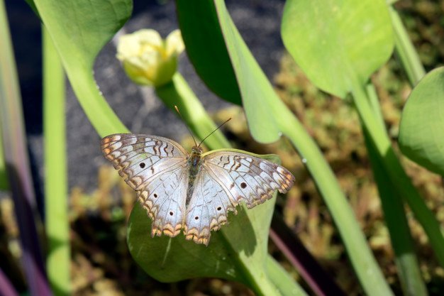 white-butterfly-with-brown-orange-spots_74436-1299.jpg