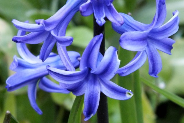 0543-Hyacinths.jpg