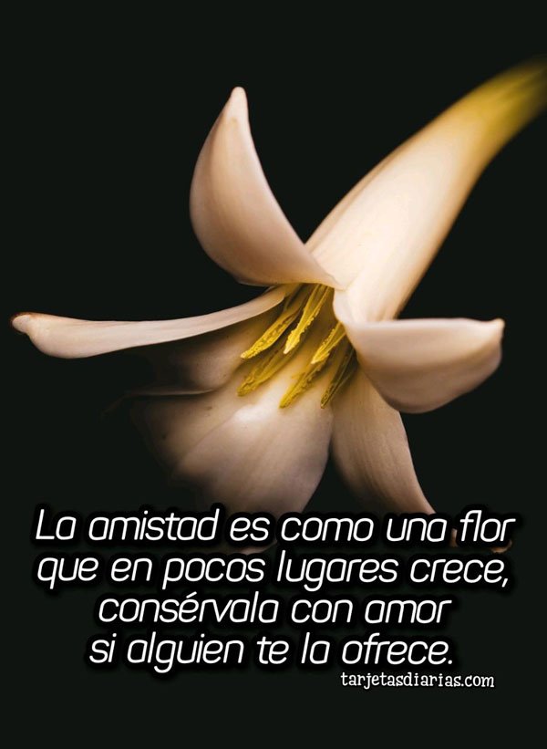 LA-AMISTAD-ES-COMO-UNA-FLOR-CONSÉRVALA-CON-AMOR.jpg