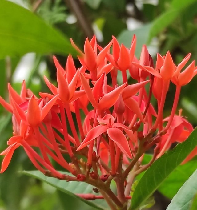 Ixora flower deals