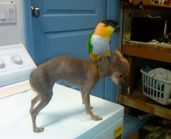 Really-funny-parrots-1.jpg