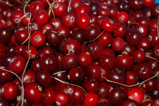 cranberries-1714174_1280.jpg