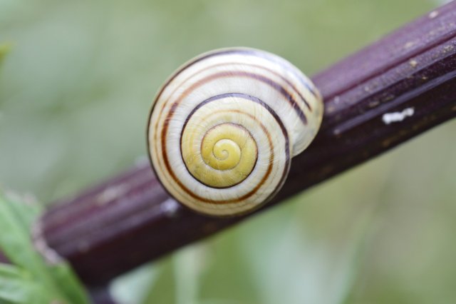 snail-6801646_1280.jpg