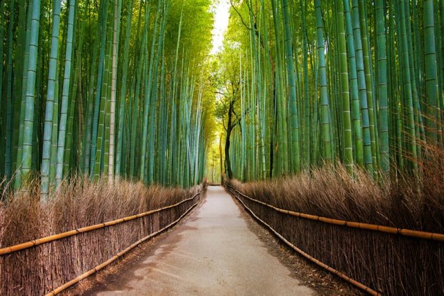 arashiyama-bamboo-grove-kyoto-e1466611768221.jpg