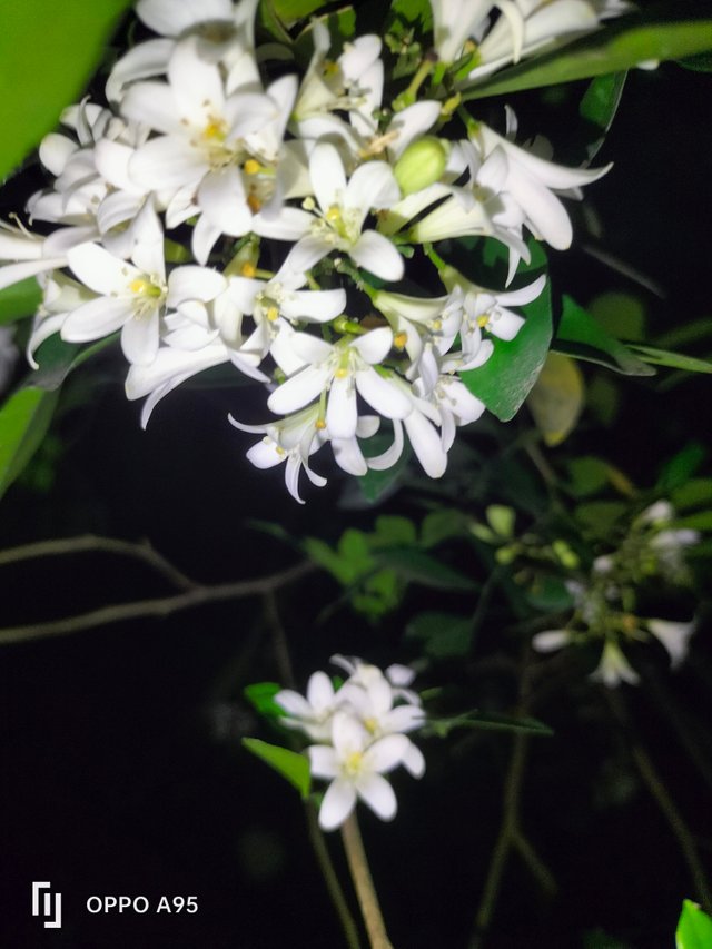 IMG20250628194243.jpg