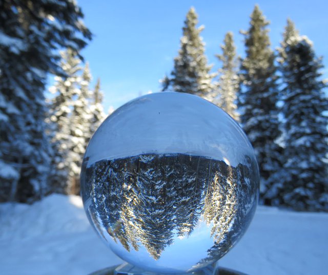 Snowy Spruce at curve in lane by garage reflected in crystal globe in my hand.JPG