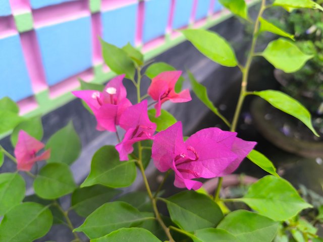 IMG_20250526_181411.jpg
