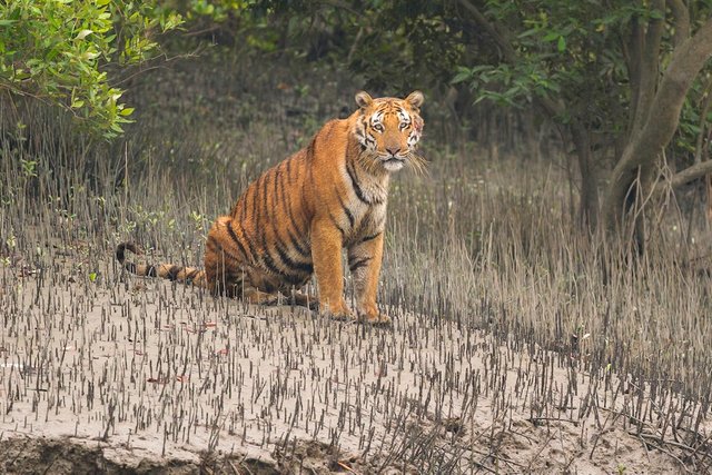 Sundarbans_Bengal-tiger_Soumyajit-Nandy3-copy_mbfgig.jpg